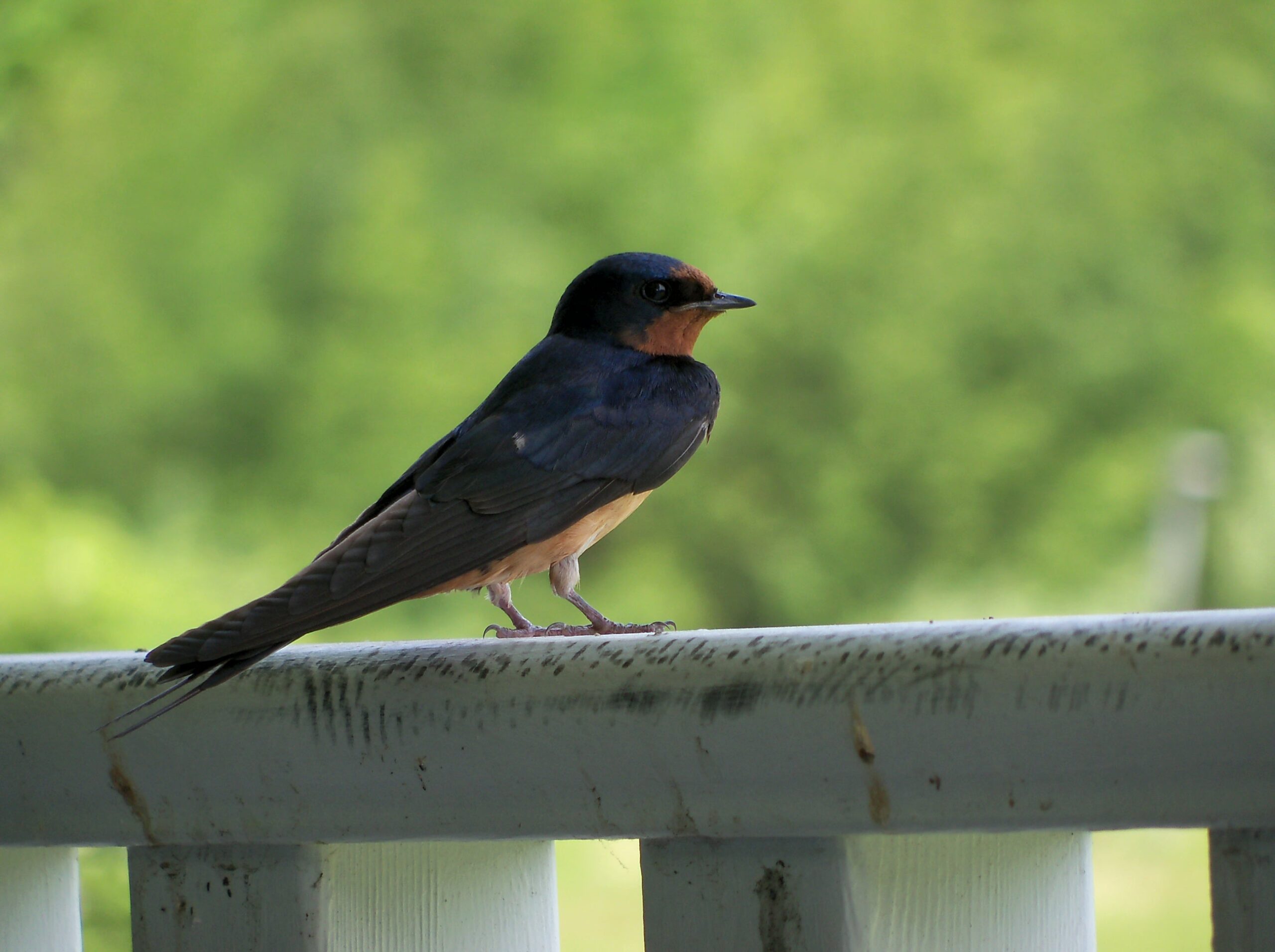 A Lesson From the Birds
